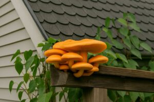 Champignon orange sur bois mort