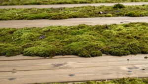 Vue rapprochée de mousse verte épaisse poussant entre les planches d'une terrasse en bois. Quelques débris sont visibles.