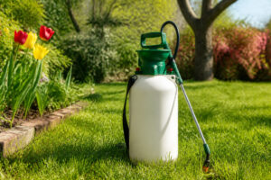 Pulvérisateur à pression blanc et vert posé sur une pelouse près de tulipes colorées au printemps.