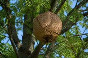 Un gros nid de frelons suspendu aux branches d'un arbre avec un ciel bleu en arrière-plan.