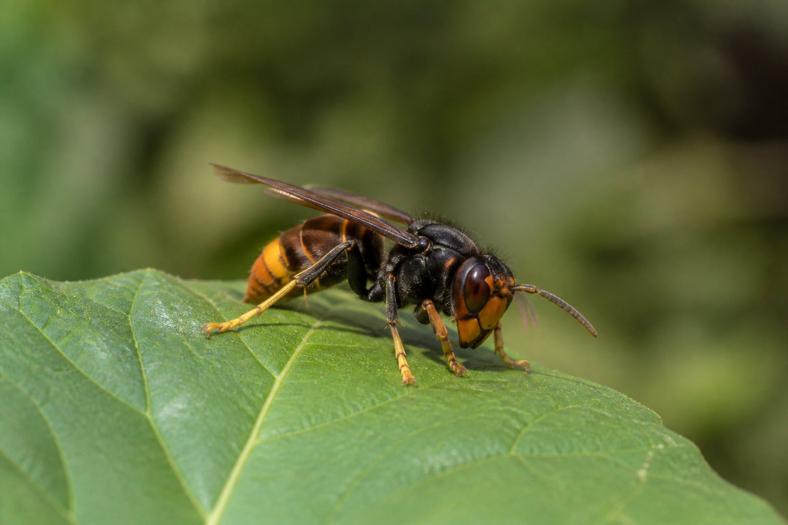 Pourquoi détruire un nid de frelon demande une identification précise